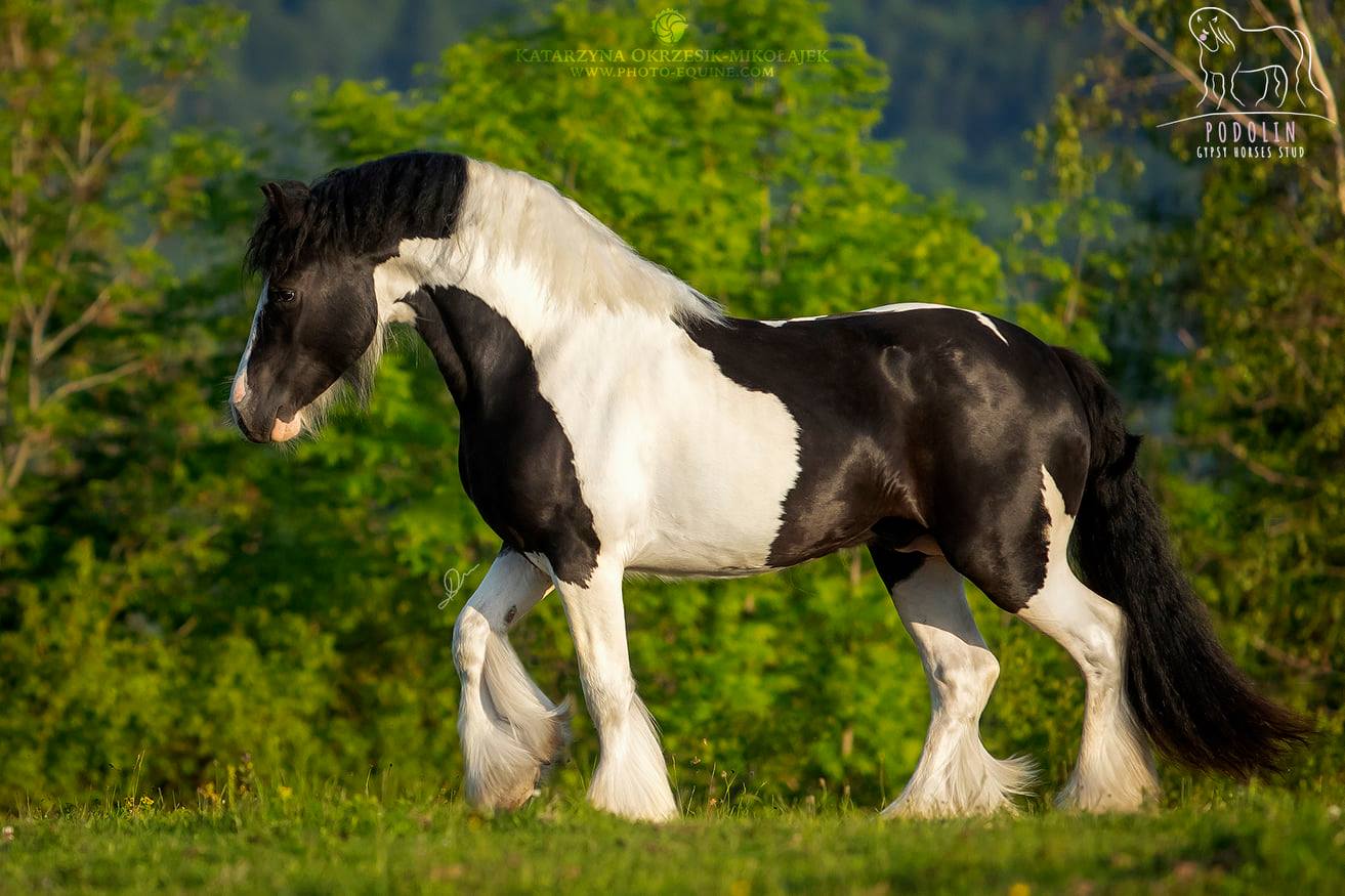 traditional Gypsy stallion